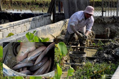 Nông dân Yên Thành nhân lươn giống bằng phương pháp sinh sản nhân tạo
