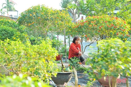 'Biến' hoa dại thành cây cảnh tiền triệu