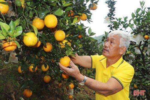 Cựu chiến binh miền núi Vũ Quang 'biến' đồi hoang thành vùng đất trù phú