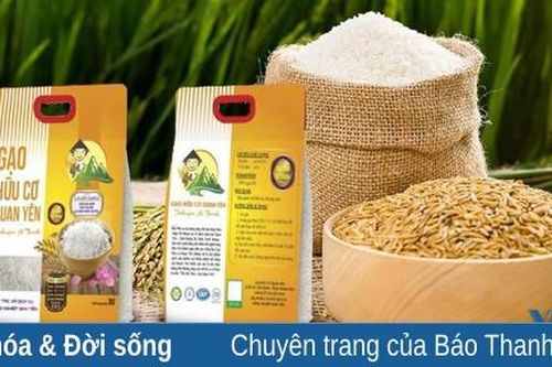 Gạo hữu cơ Hưng Phúc: Tinh hoa xứ Thanh trên quê hương Bà Triệu