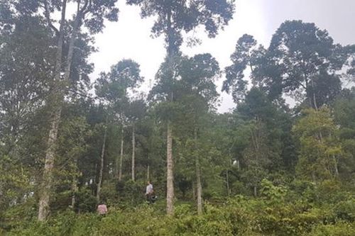 Việt Nam chuyển nhượng hơn 5 triệu tấn CO2 để nhận về gần 52 triệu USD cho bảo vệ rừng