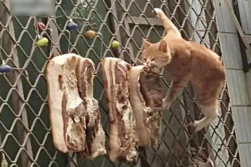 'Đu' trend làm thịt ba chỉ treo nắng, cô gái phát hiện sinh vật lạ