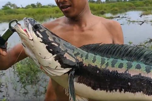 Đi câu ở đầm nước nhỏ, nông dân tá hỏa đụng 'thủy quái' khổng lồ