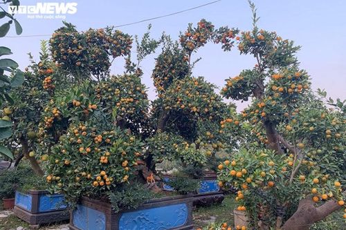 Hàng độc trăm triệu chơi Tết: Quất, chanh sai lúc lỉu trên thân bưởi cổ thụ