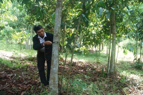 Việt Nam là quốc gia sản xuất quế đứng thứ ba thế giới