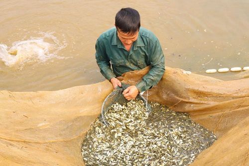 Ứng dụng khoa học, công nghệ trong chăn nuôi