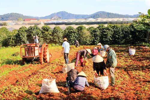 Đẩy mạnh hợp tác, kết nối tiêu thụ nông sản Lâm Đồng trong tình hình mới