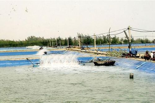 Quan tâm hỗ trợ đầu tư để nhân rộng diện tích nuôi tôm