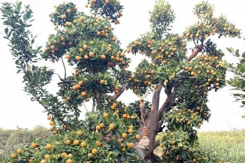 Hàng độc trăm triệu chơi Tết: Quất, chanh sai lúc lỉu trên thân bưởi cổ thụ
