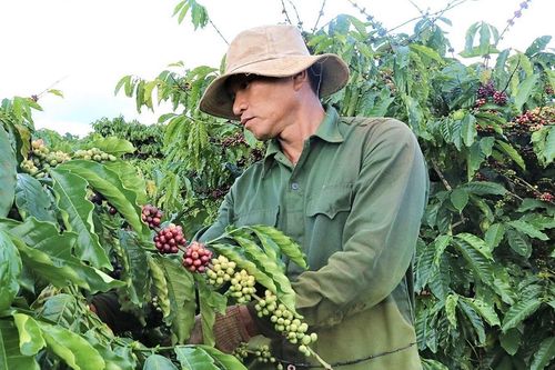 Cà phê chín rộ, nông dân Tây Nguyên hối hả thu hoạch