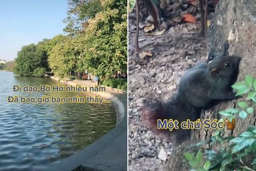 Sóc đuôi đỏ, lông đen bỗng dưng xuất hiện ở Hồ Gươm: Quý hiếm sao?