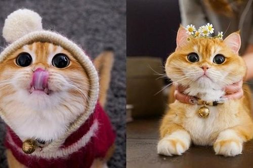 Ngôi sao mạng xã hội mới nổi vì giống hệt Mèo đi hia!