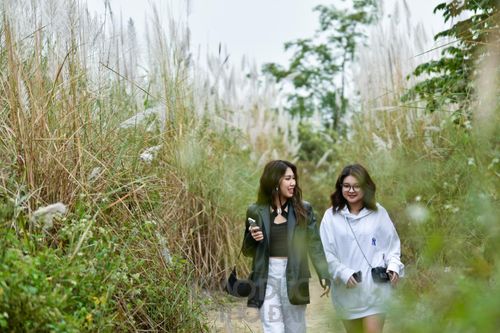 Những cánh đồng lau bạt ngàn, đẹp lãng mạn giữa lòng Hà Nội