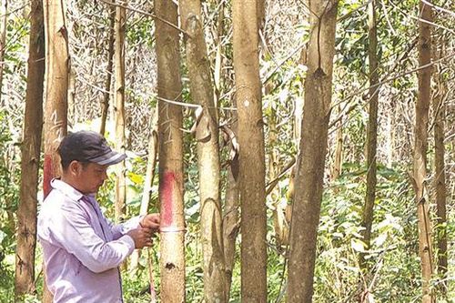 Nâng cao giá trị rừng trồng sản xuất