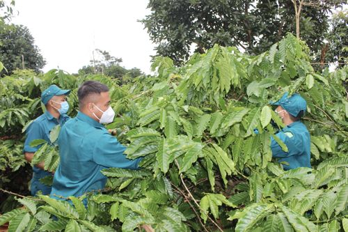 Nhiều hộ dân phải đi cách ly, dân quân giúp hái cà phê, gặt lúa đưa về tận nhà