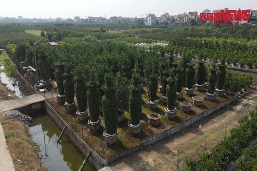 Chiêm ngưỡng những cặp quýt lục bình cao 4m ở Hưng Yên