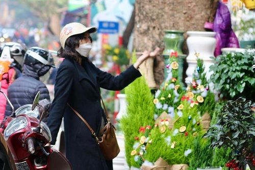 Rộ mốt chơi cây thông, tùng được săn đón trong mùa Giáng sinh