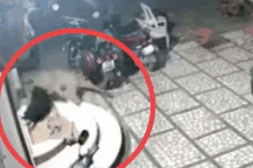 Báo đốm đột nhập vào nhà dân tấn công chó nhà và cái kết