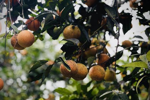 Hà Tĩnh: Cam chín rụng, nhà vườn vẫn chờ bán Tết