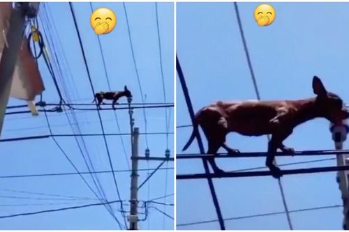 Cún nổi hứng đu dây điện, 'sen' ngán ngẩm không hiểu sao lên nổi, netizen lắc đầu 'chiếc chó hư hỏng'