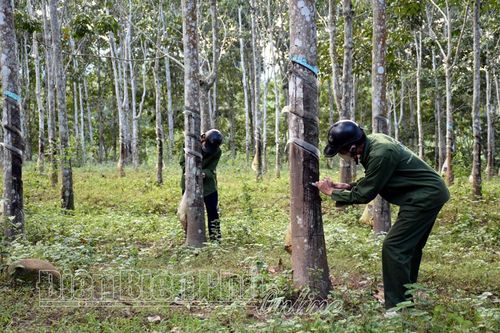 Mường Nhé đảm bảo an toàn vệ sinh lao động
