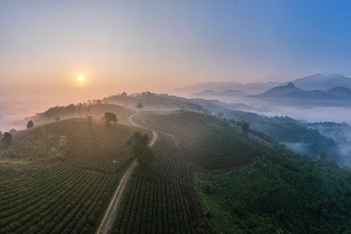 Ngắm bình minh tuyệt đẹp trên đồi chè giữa lòng thành phố Lào Cai