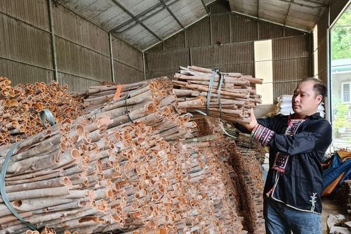 Bắc Hà nâng cao giá trị cây quế