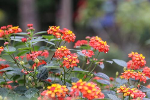 Chàng trai ghép cây hoa dại thành 'hàng độc' phục vụ Tết