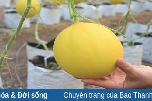 Dưa vàng Vạn Hà khẳng định chất lượng sản phẩm OCOP