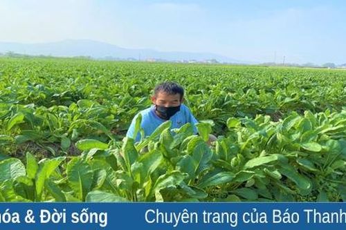Nông dân tăng tốc sản xuất dịp cuối năm