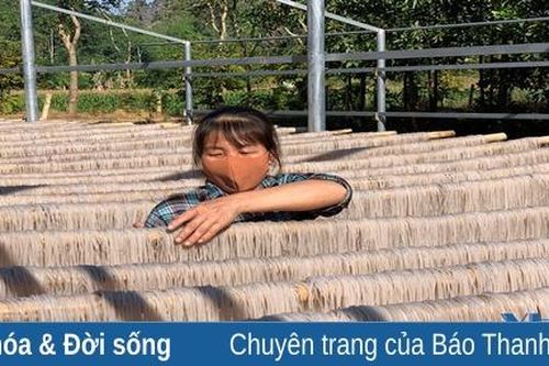 Miến dong Đồi Ao, xã Cẩm Bình - sảm phẩm OCOP cấp tỉnh