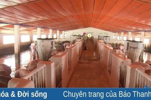Tăng cường các biện pháp phòng, chống dịch bệnh trên gia súc, gia cầm