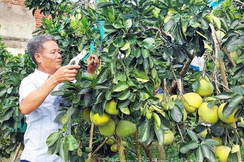 Phát triển cây ăn quả theo hướng tập trung