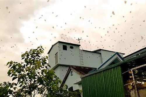 Cần sớm có quy hoạch vùng nuôi chim yến