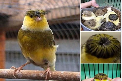 Cảnh vật quanh ta: Loài chim kỳ lạ sở hữu 'đầu moi' cực chất