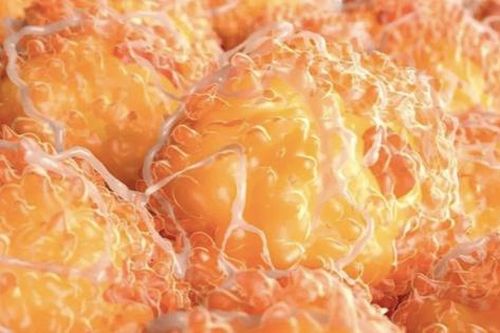 SARS-CoV-2 có thể lây nhiễm sang mô mỡ, biến chất béo trở thành ổ virus