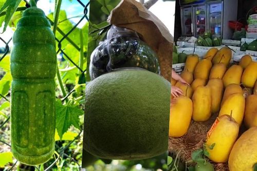 'Mắt chữ A mồm chữ O' về những loại quả hình dáng kỳ lạ gây sốt