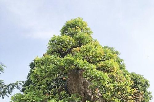 Ông chủ chốt giá siêu cây cảnh 230 tỷ, hé lộ bán cho vợ vui chứ 'tiền nhiều làm gì'