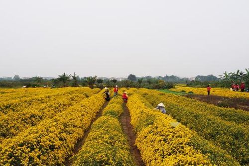 Sẽ không còn cánh đồng cúc 'tiến vua' tại Hưng Yên?