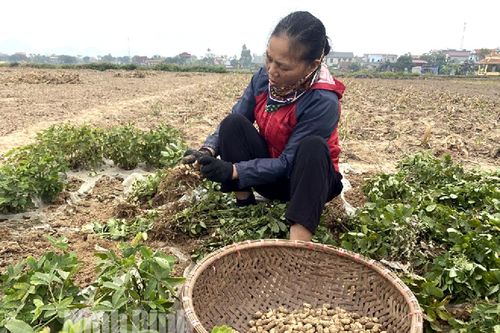 Vụ lạc đông ở Yên Mô: Nông dân phấn khởi vì được giá