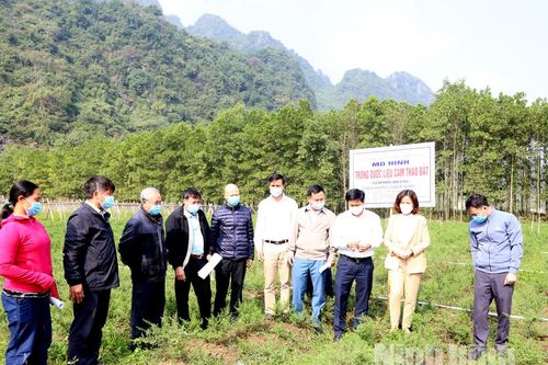 Hội thảo đầu bờ nhân giống, trồng cây cam thảo đất và cam thảo dây theo hướng GACP-WHO