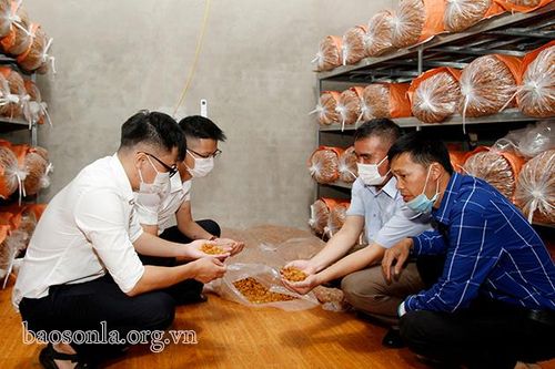 Sốp Cộp đồng hành tiêu thụ nông sản cho người dân