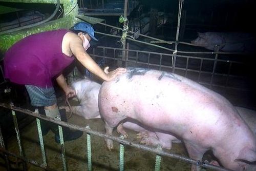 Bắt quả tang đối tượng bơm nước vào lợn trước khi giết mổ để tăng khối lượng