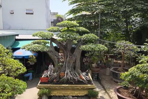 12 năm nuôi cây 'đệ nhất trời Nam', đại gia trả 40 tỷ, không bán