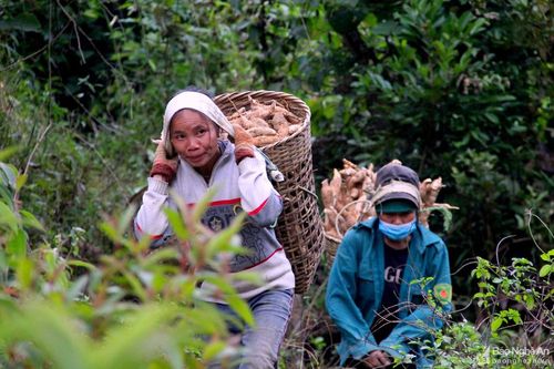 Nghệ An: Nhộn nhịp mùa thu hoạch sắn nguyên liệu