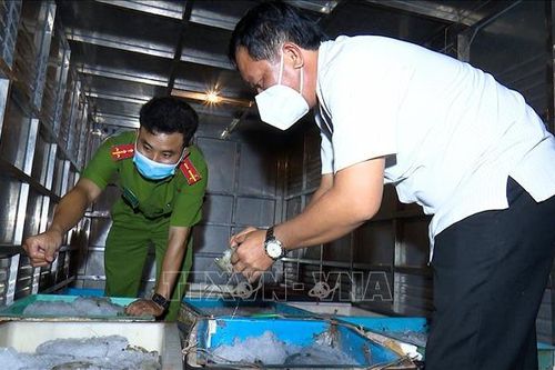 Phát hiện, thu giữ hơn 300 kg tôm chứa tạp chất trên đường đi tiêu thụ