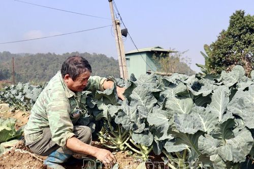 Rau vụ đông: Sản xuất nhọc nhằn, nhưng được giá