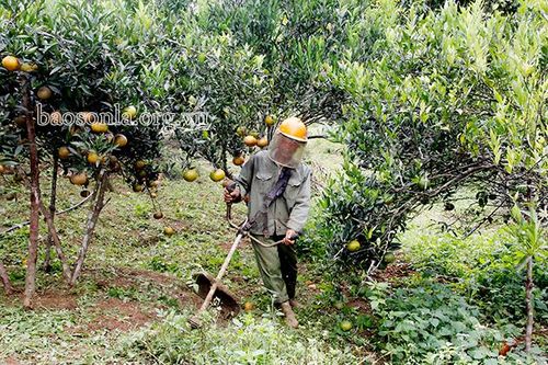 Đảng bộ xã Mường Và chú trọng công tác xây dựng Đảng Nông dân bản Nà Mòn, xã Mường Và (Sốp Cộp) chăm sóc vườn cam.