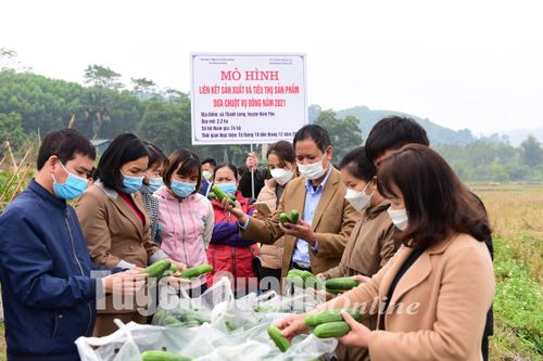 Liên kết sản xuất và tiêu thụ sản phẩm dưa chuột thu lãi đến 7 triệu đồng/sào