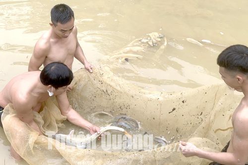 Nuôi cá lăng chấm trong ao hiệu quả tăng 24%